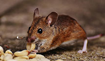 24 Hour & Emergency Exterminators in Lake Hiawatha, NJ
